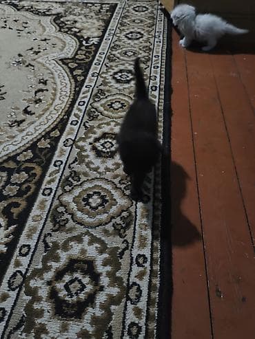 qara afcarka satilir: Erkək, Dişi, Yaxşı əllərə, Ünvandan götürmə, Ödənişli çatdırılma — 1