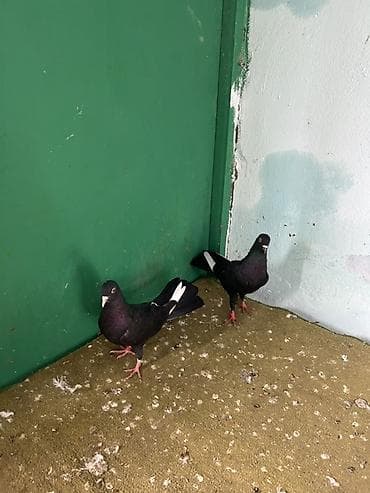 Salam cutduler qiymet sondu