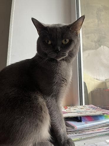 col pişiyi: Şotland, Erkək, Cütləşmə üçün, Ünvandan götürmə, Pulsuz çatdırılma — 4