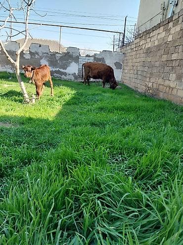 Hinduşkalar: Bala 15 gun du olub Ana 10 litir sud verir unvan baki — 5