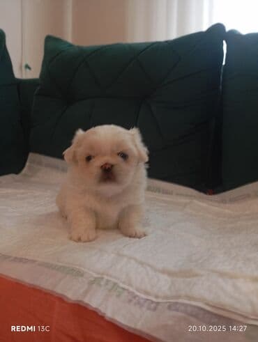 купить хаски щенка: Shi-tsu — 4