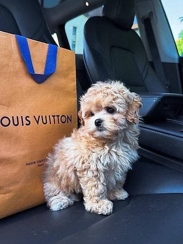 it tap az: Kore poodle xaricdən gelmə ata 1 kilo 500q- Ana 2 kilo — 3