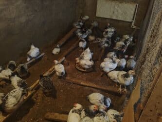 sultan toyuqlar: Satılır: 2 Ayliq Selebrsiz Cuceleri /toyuqlar qrupu Sağlam və baxımlı — 10