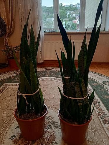 bitki: Sansevieria (Qaynana dili) – iri ölçülü, qapalı məkanlar üçün — 5