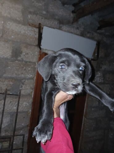 etibarli ellere it verilir: Kane-Korso, 2 ay, Erkek — 2