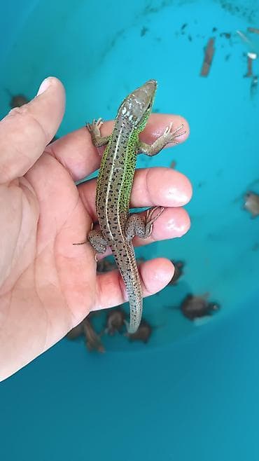 xamilyon heyvan: Əjdaha kərtənkələ (yaşıl-qəhvəyi rəng çalarları olan) – terrarium üçün — 1