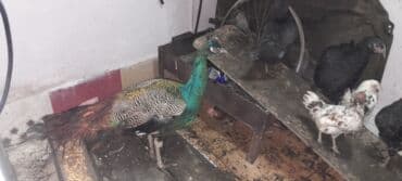 Коровы, быки: 1 heyreti 2 avstrob 5 yaponka 1 ededde tovuz qusu . Saxlamaga yerim — 6