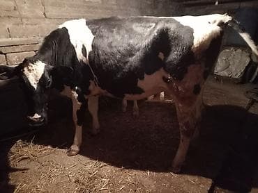 Məhsul: Qaramal və xırdabuynuzlu heyvan - İri buynuzlu: Qara-ağ — 7