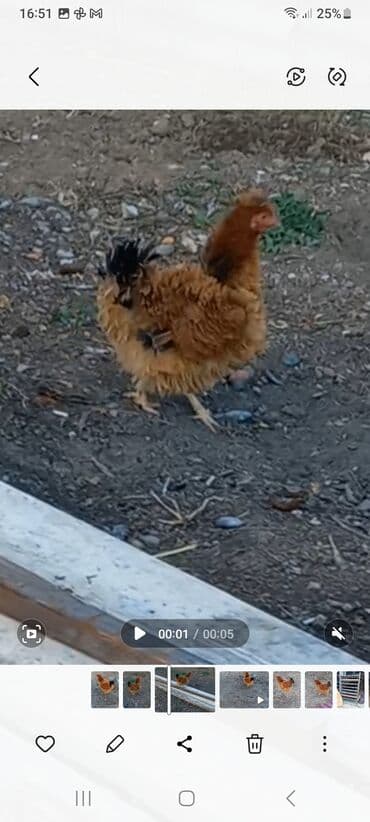 Toyuq, Damazlıq, Ödənişli çatdırılma