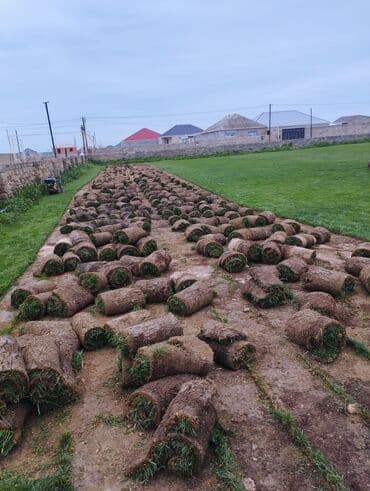 suni qazon qiyməti: Rulon qazon - Peşəkar qazon plantasiyasından kəsilib rulon halında — 12