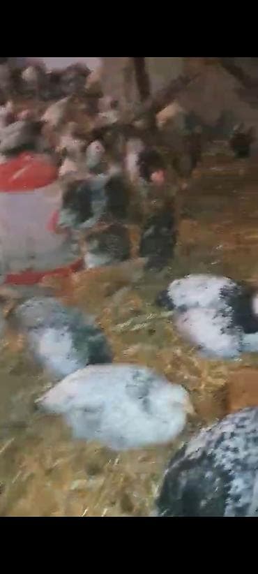 toyuq cüce: 1 Kq 200 Əti var Siribriz Cücələrdi qiymət 6 azn ətrafli məlumat üçün — 5