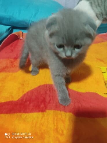 mingəcevir pişik: Şotland, Erkək, Dişi, Yaxşı əllərə, Ünvandan götürmə — 8