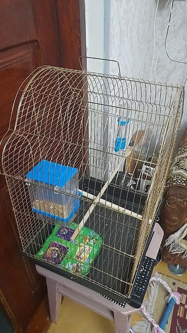 Karella saxlamaq ucun boyuk qefes. ölçüleri eni 40 sm,hündürlüyü 55 lalafo.az -da Karella saxlamaq ucun boyuk qefes. ölçüleri eni 40 sm,hündürlüyü 55