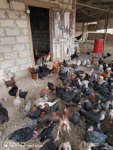 heyvan bazari inekler: Курица, Для разведения — 2
