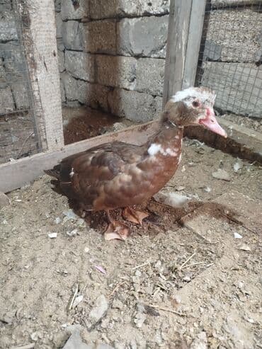 Gəmiricilər: Dişi, | Lal ördək, Ətlik — 3