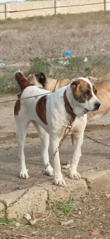 it davası 2020: Qurdbasar, 1 il, Dişi, Peyvəndli, Ödənişli çatdırılma — 19