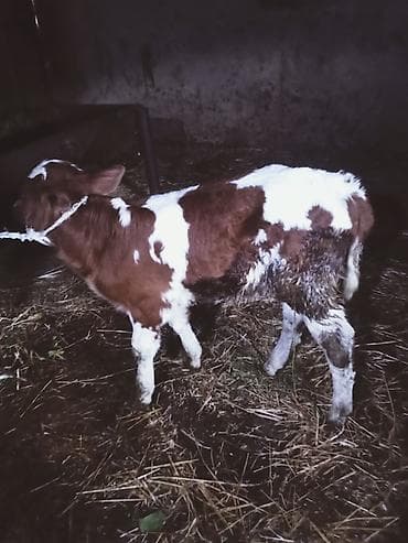 inək satşı: Südünə gəlmiş inək buzovu ilə birlikdə. hevan 3 memedi 4200 deylir — 5