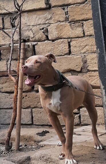 it satşı: Pitbul, 1 il, Erkek, Ünvandan götürmə — 1