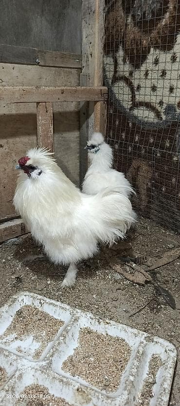 ag pisik sekilleri: Toyuq, Damazlıq — 3