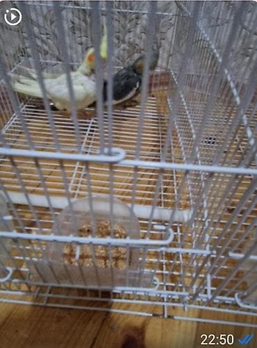 Heyvanlar üçün mallar: Nimf papuqayları (cockatiel) – 2 ədəd - Rənglər: biri krem-sarı (sarı — 2