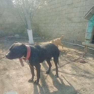 spits itleri: Pitbul — 5