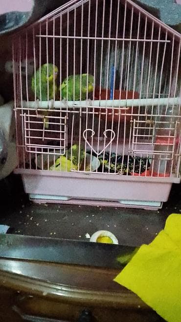 Uşaq velosipedləri: Fatbike tipli dağ velosipedi + 2 ədəd ev dovşanı paketi Velosiped: - — 8