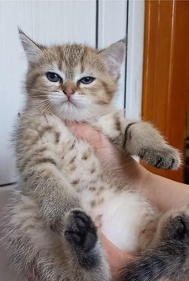 esək: Britan, Erkək, Dişi, Yaxşı əllərə, Ünvandan götürmə — 7