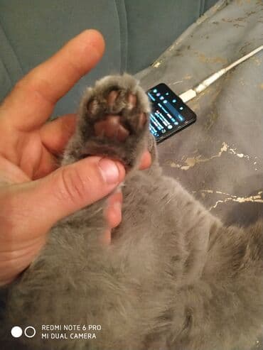 şotland pişiyi satılır: Britan, Erkək, Yaxşı əllərə, Ünvandan götürmə — 5