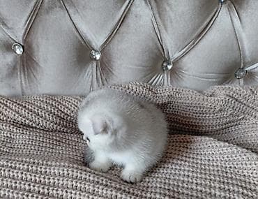 qaz heyvan: Şotland yastı qulaq, Dişi, Yaxşı əllərə, Ünvandan götürmə — 3