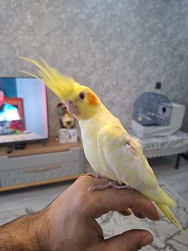 satdig quslar: Salam. sari sirin karella balasi satilir. oz qusumun balasidi — 3