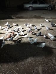 göyercin yuvasi: Kom hamsı 170 1ri 4 m — 1