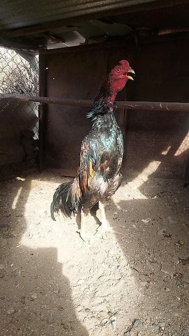 pisik ucuz: Xoruz, Heyratı, il: 1 — 5