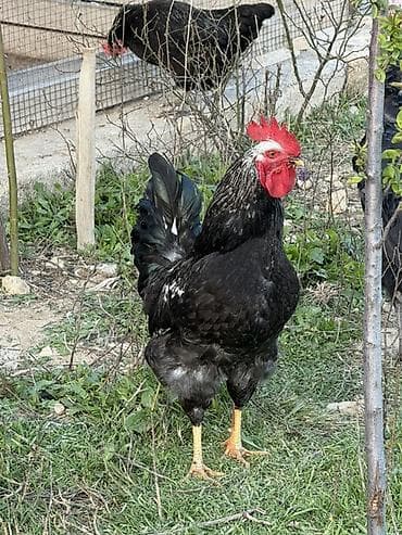 xoruzdar: Məhsul: Qara-lələklı, gümüşi yaxalı toyuq cinsi xoruz Xüsusiyyətlər — 2