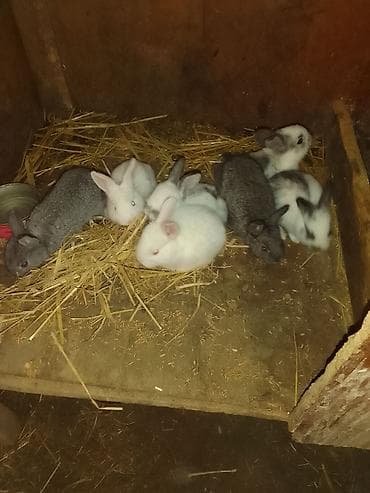 qurdbasar iti satisi: Dovşanlar satılır biri 5 azn cuzi edirim olacak — 2