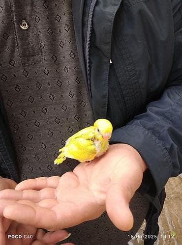 ev quş: Uje 1 ayliq baladi 3 eded idi bir eded qaldi danisdirmaq ucun ele — 2