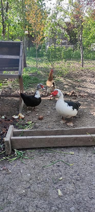 kayuqa ordək: Erkək, | Lal ördək, Ətlik — 1