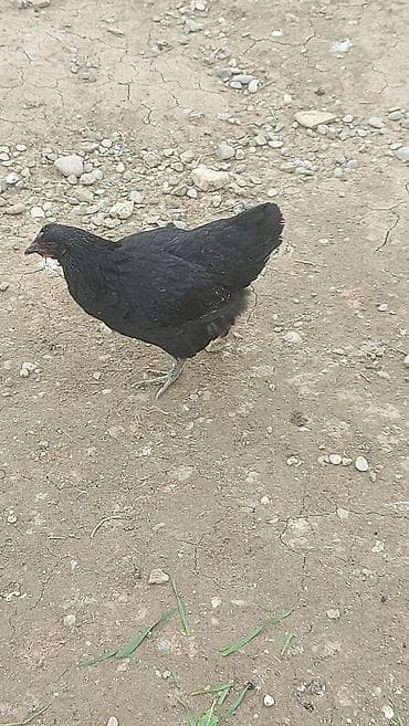 Dovşanlar: Salam. Qara rəngli astroloq toyuğu və fərəsi satılır . qiyməti biri 20 — 3