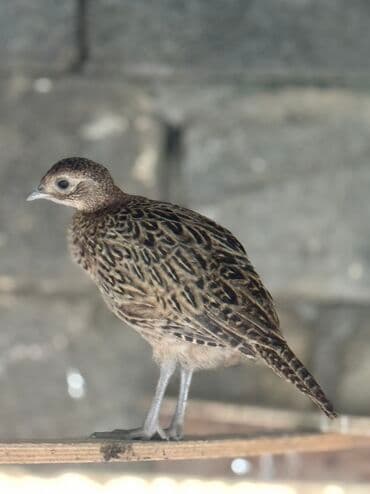 lavanda lal ordəklər: Qirqovul balalari satilir 3 4 5 ayliqBu, qəfəs şəraitində saxlanılan — 3