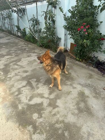 itlee: Erkek it satılır adı Aşirdi.marağlanmaq istəyən yazsın. Qiymeti 300 — 5