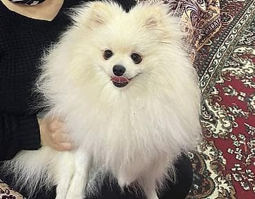 Gəmiricilər: Şpitz — 3