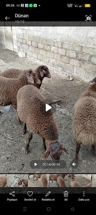 Atlar: Əmlik quzulardi 3 erkey 2 dişi qizilqulaq sortudu siyezendedi — 5