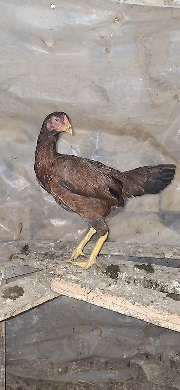 cins buzovların satışı: Toyuq, Damazlıq — 6