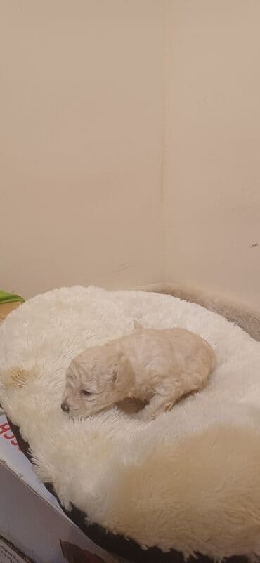 hind qusu satisi: Pudel, Dişi, Peyvəndli, Ödənişli çatdırılma — 4