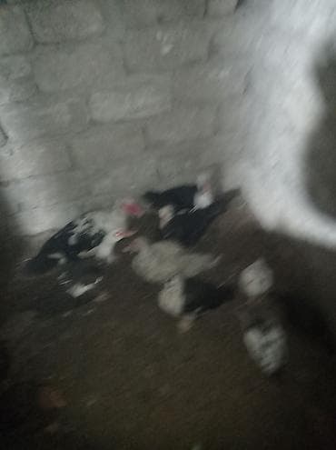 Yemlər: Musk ördəkləri (indo-ördəklər) – qarışıq rənglərdə sürü - Növ — 4