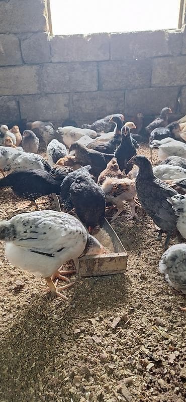 toyug cuce: Toyuq cücələri, Damazlıq — 4