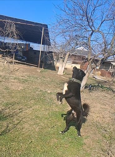 Qurdbasar, 1 il, Erkek, Peyvəndli