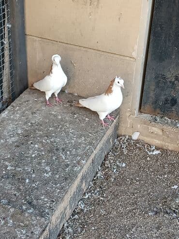 Gəmiricilər: Cütdülır . ideal quşlardır. heç bir qüsurları yoxdur . cüt satılır — 3