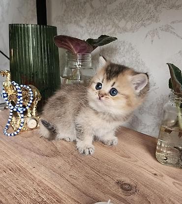 pişiy: Britan — 3