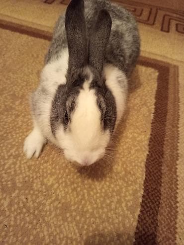 kreditle heyvan satisi: Ev dovşanı – boz-ağ rəngli, qısa tüklü, dik qulaqlı - Gözəl boz və ağ — 1