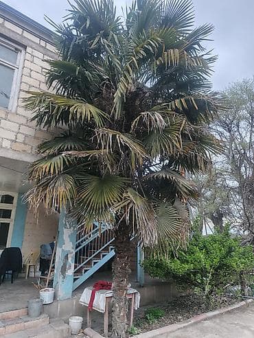 Satılır: həyət üçün iri ölçülü palma ağacı (Trachycarpus fortunei –